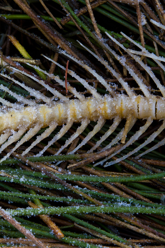 Salmon Spine In Grass