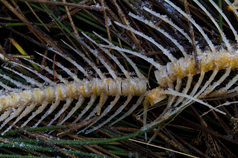 Salmon Spine In Grass