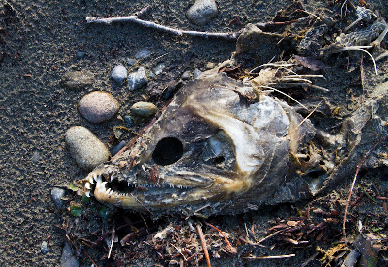 Salmon Carcass