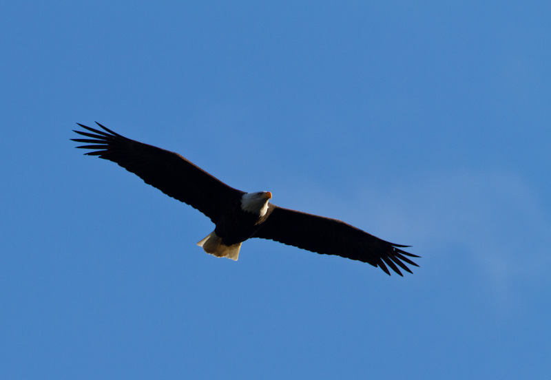 Bald Eagle In Flight