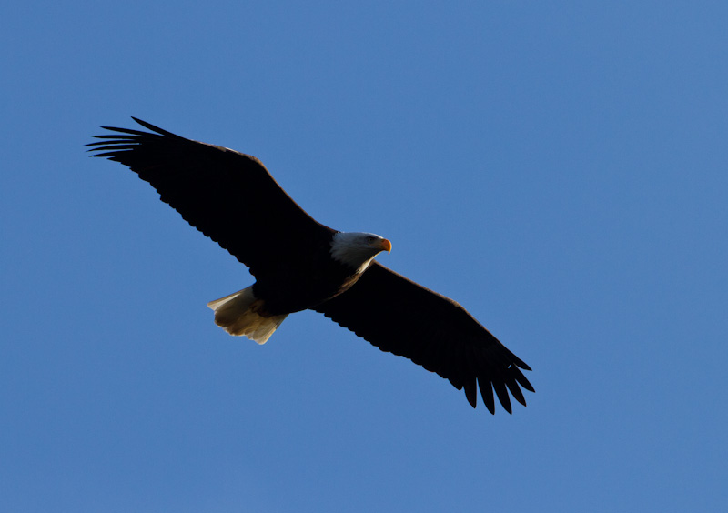 Bald Eagle In Flight