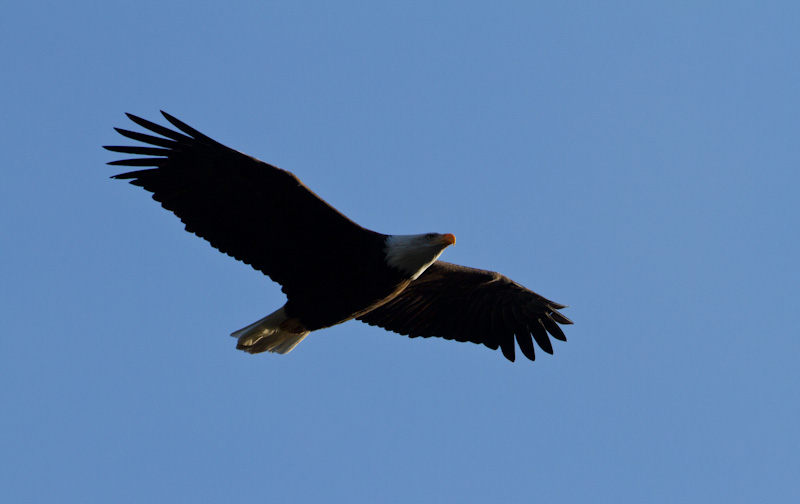 Bald Eagle In Flight