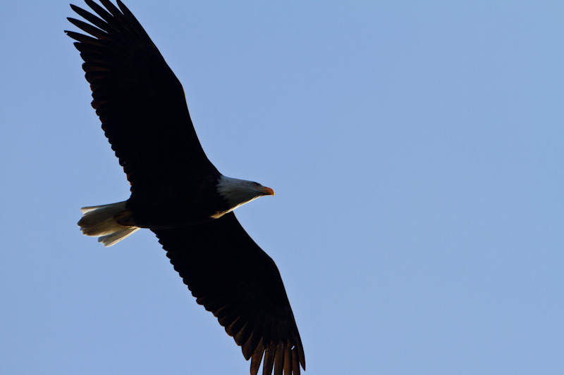 Bald Eagle In Flight