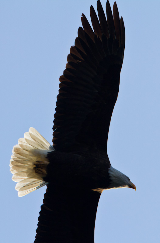 Bald Eagle In Flight