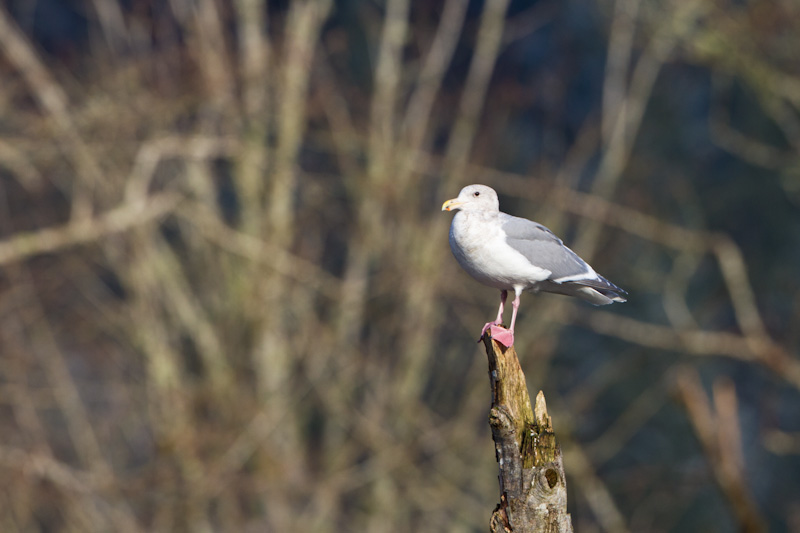 Gull On Stump