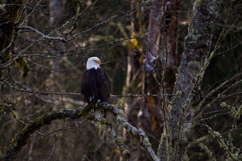 Bald Eagle