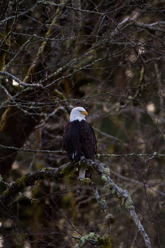 Bald Eagle