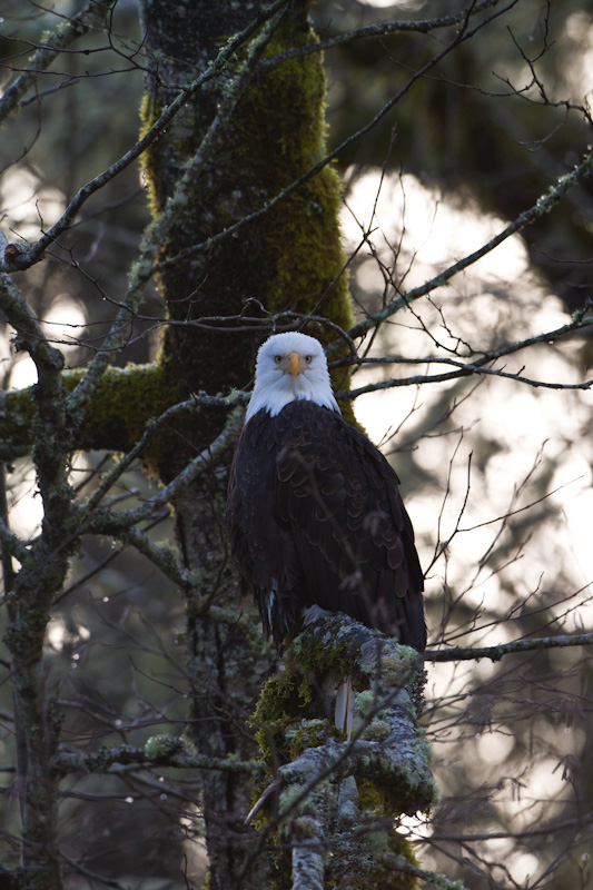 Bald Eagle