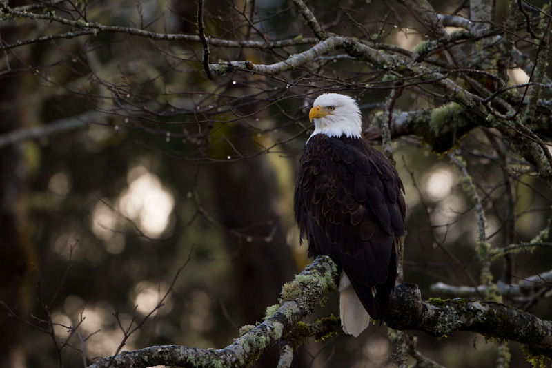 Bald Eagle