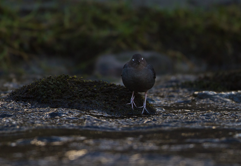 American Dipper Flashing Eyespots