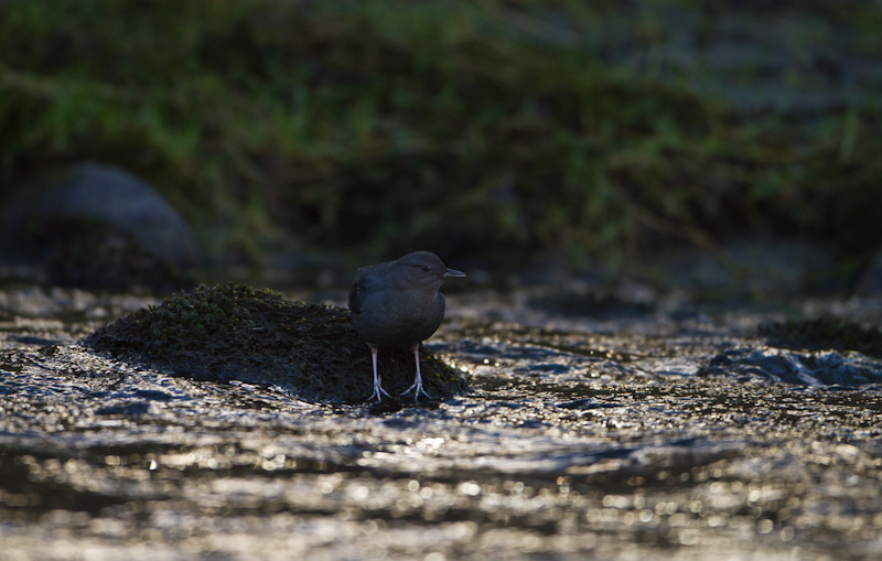 American Dipper