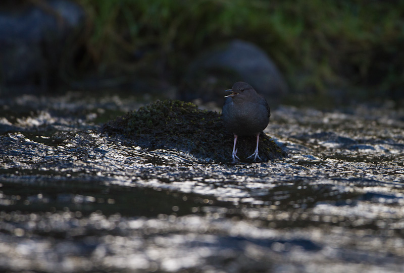 American Dipper