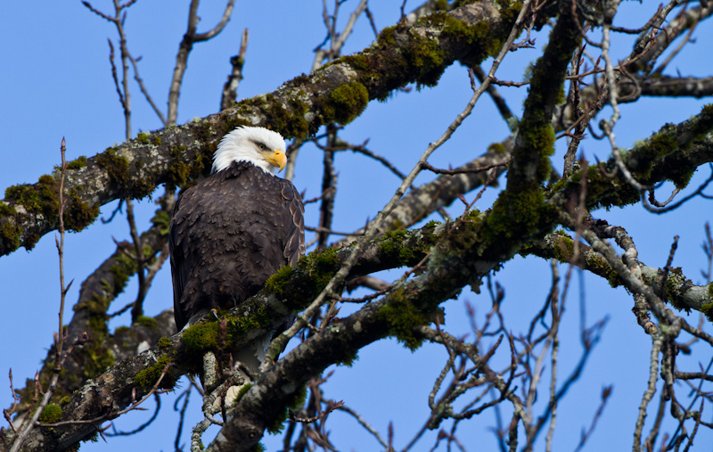 Bald Eagle