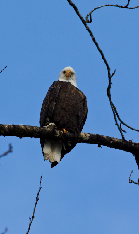 Bald Eagle