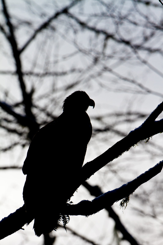 Bald Eagle Silhouette