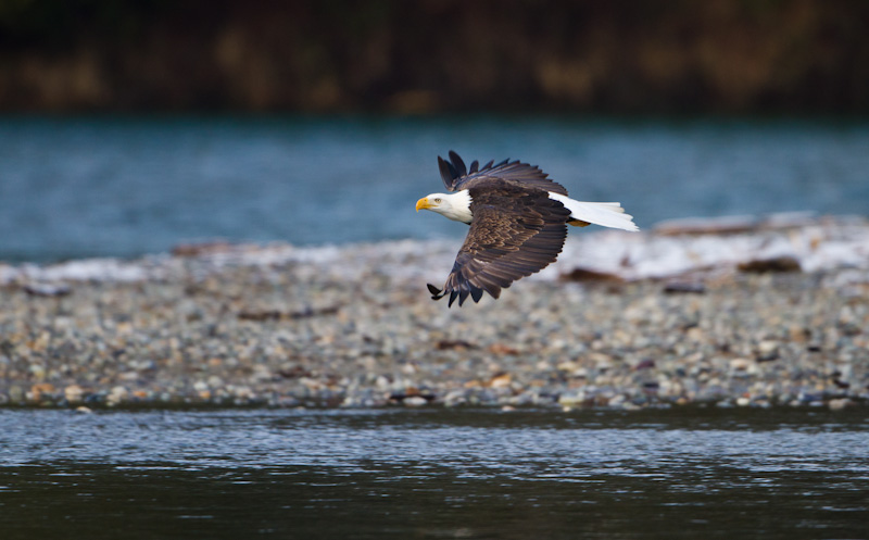 Bald Eagle In Flight