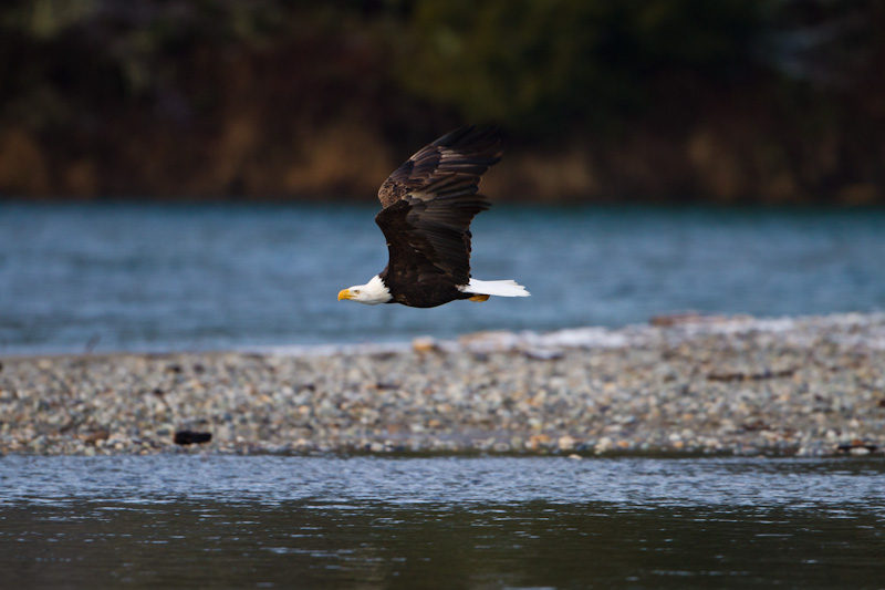 Bald Eagle In Flight