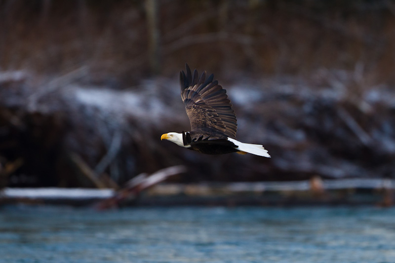 Bald Eagle In Flight