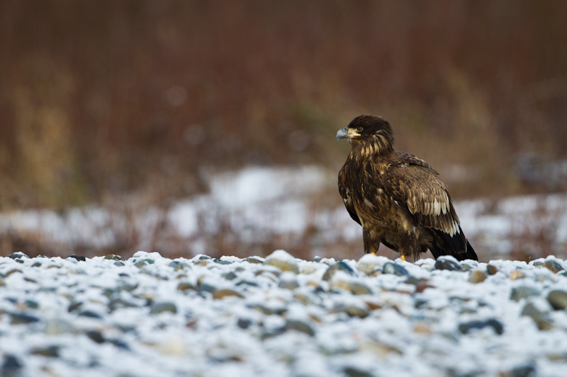 Bald Eagle