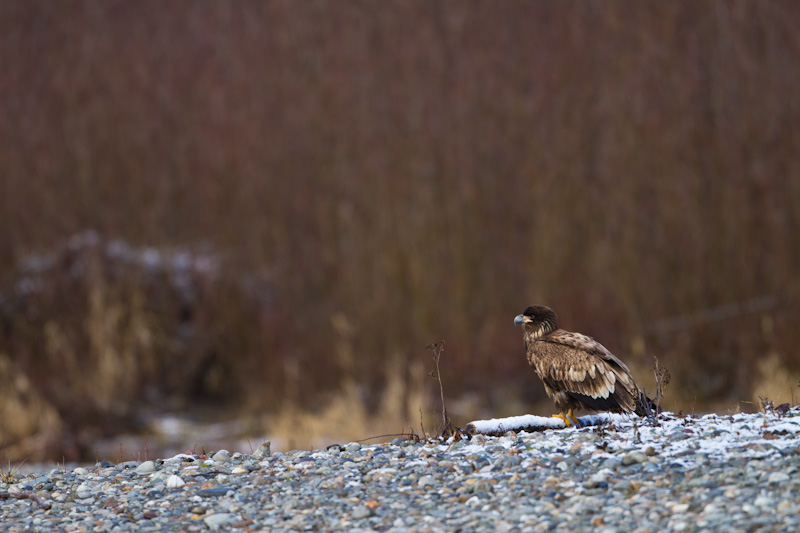 Bald Eagle