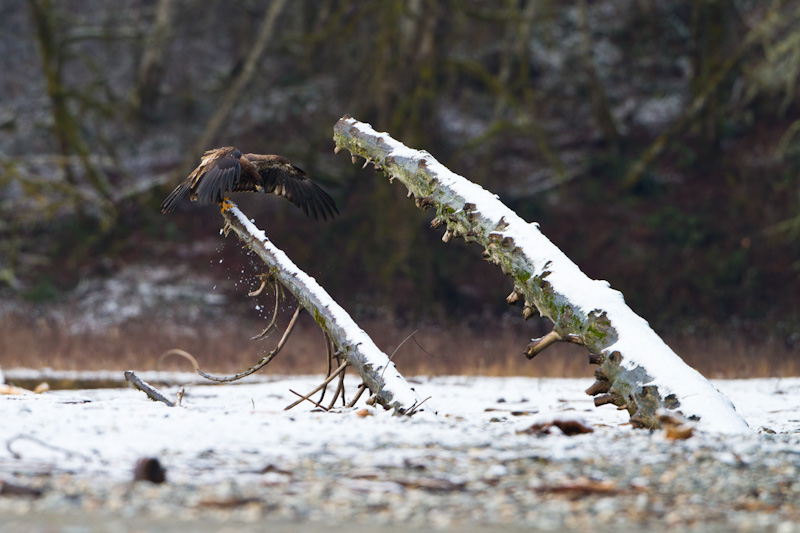 Bald Eagle Landing On Stump