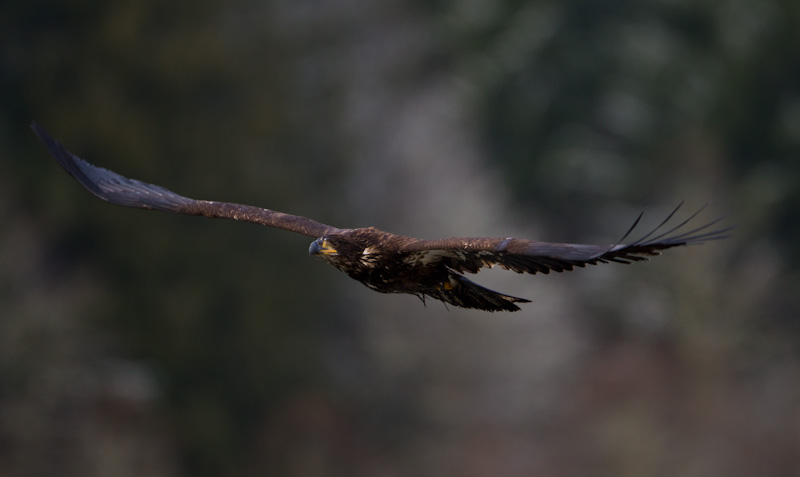 Juvenile Bald Eagle In Flight