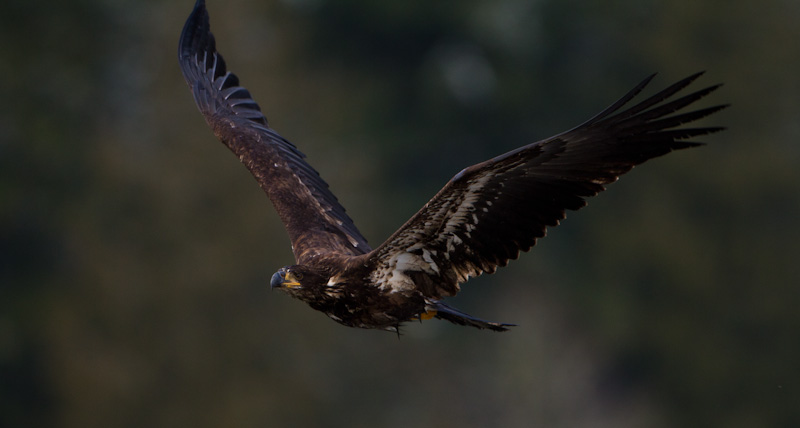 Juvenile Bald Eagle In Flight