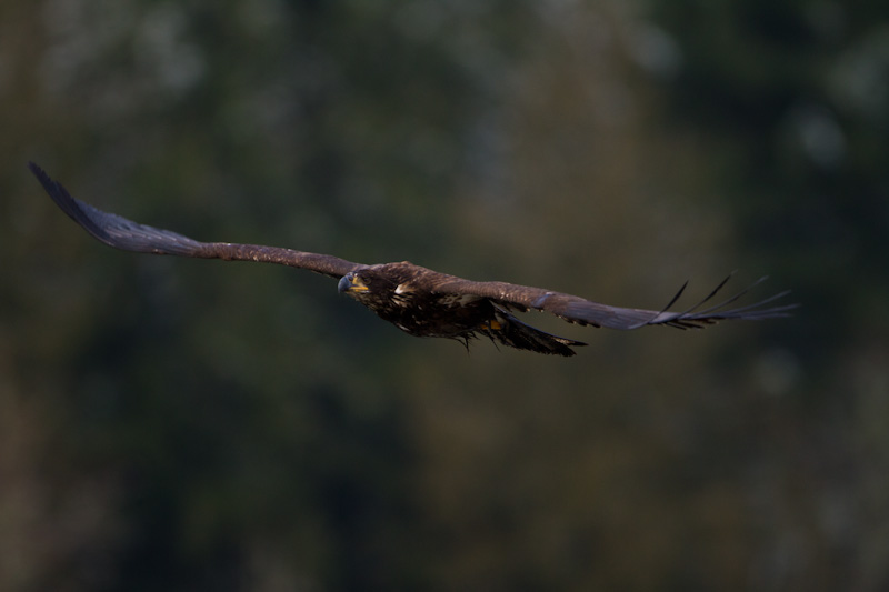 Juvenile Bald Eagle In Flight