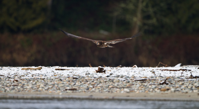 Juvenile Bald Eagle In Flight