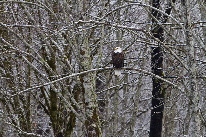 Bald Eagle