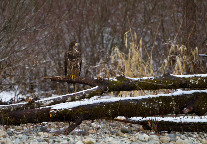 Juvenile Bald Eagle