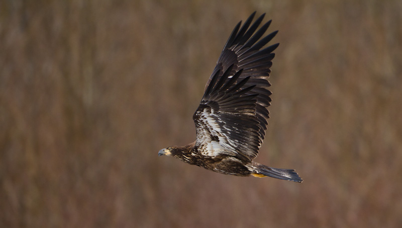 Juvenile Bald Eagle In Flight