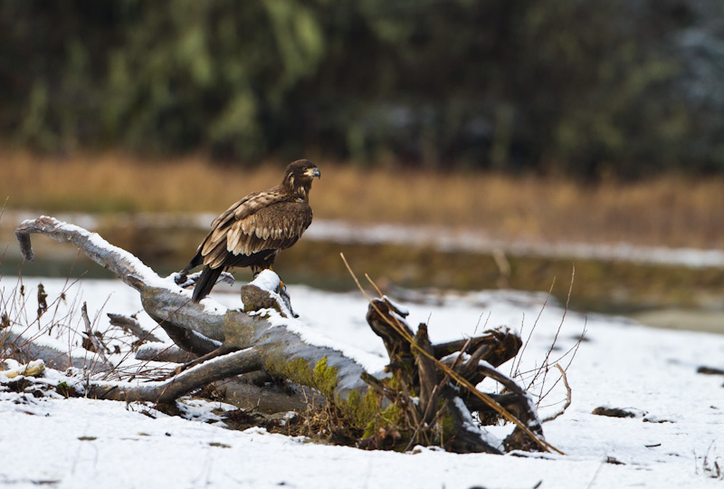 Juvenile Bald Eagle