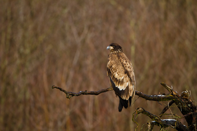 Juvenile Bald Eagle