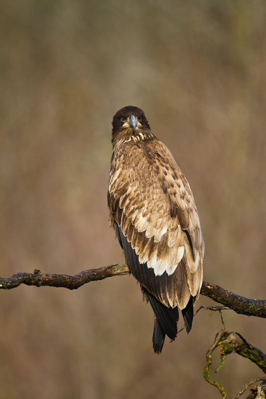 Juvenile Bald Eagle