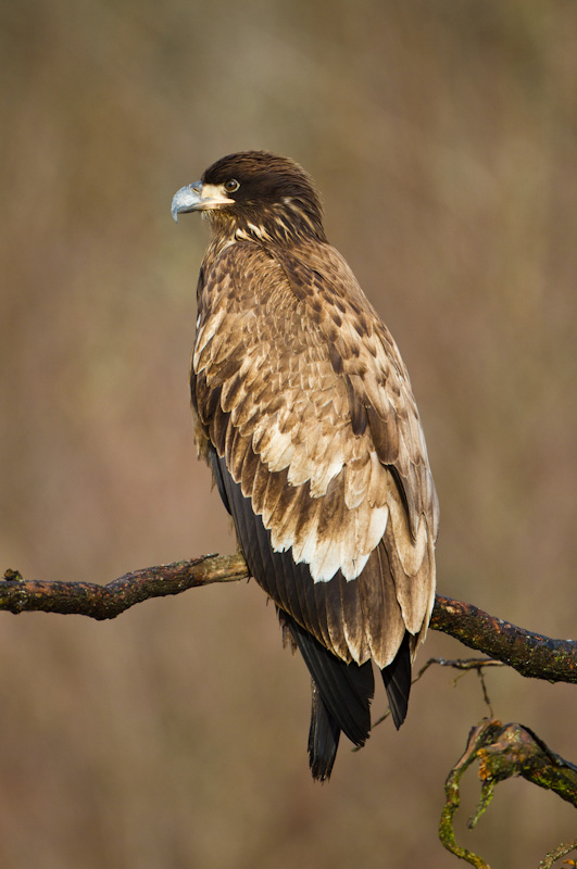 Juvenile Bald Eagle