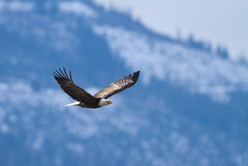 Bald Eagle In Flight