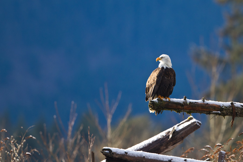 Bald Eagle