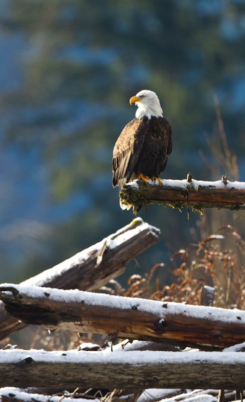 Bald Eagle