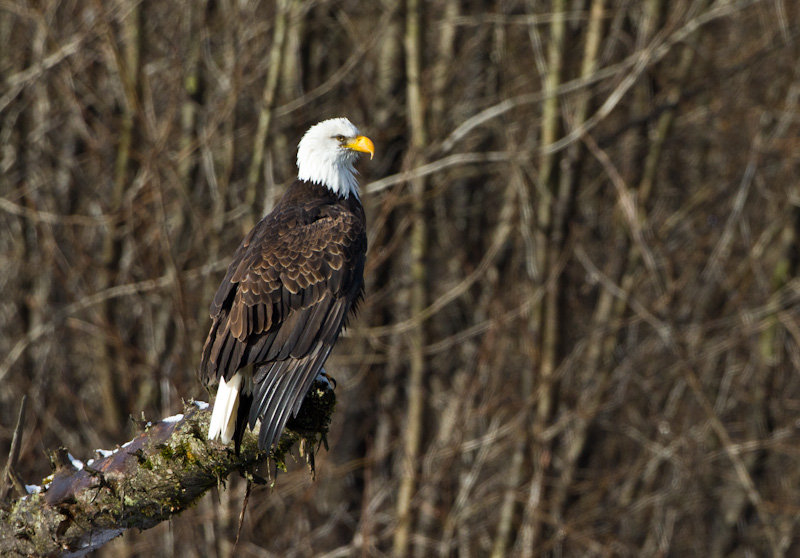 Bald Eagle