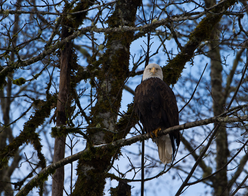 Bald Eagle