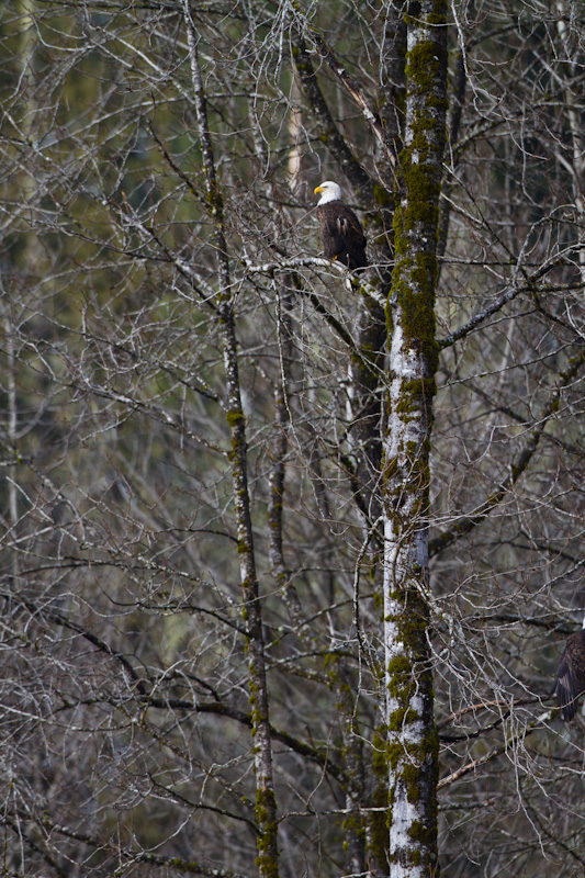 Bald Eagle In Tree