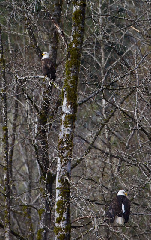 Bald Eagles In Tree