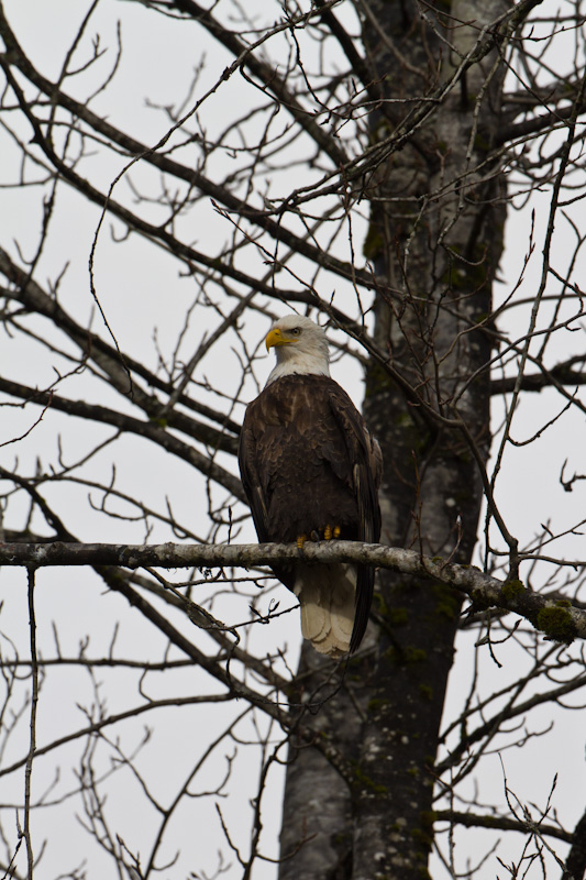 Bald Eagle