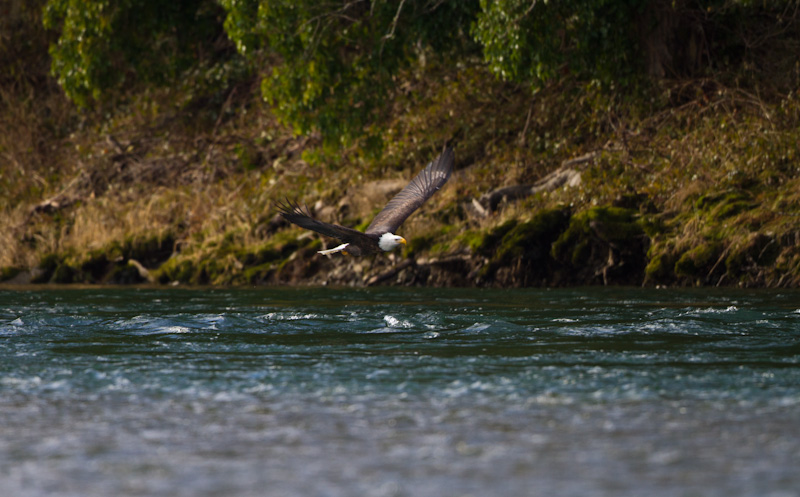 Bald Eagle In Flight