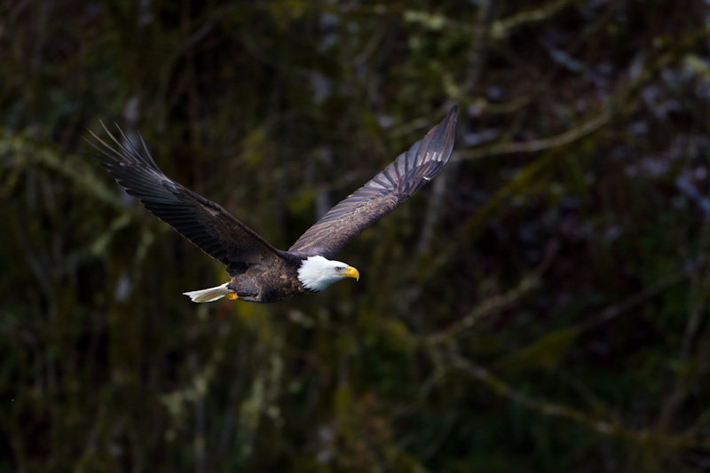 Bald Eagle In Flight