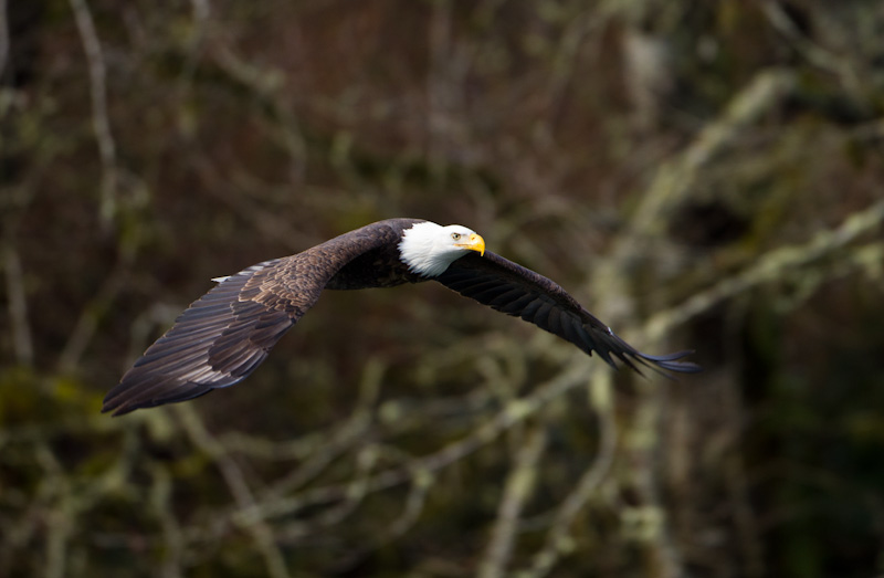 Bald Eagle In Flight