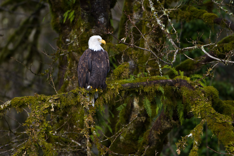 Bald Eagle