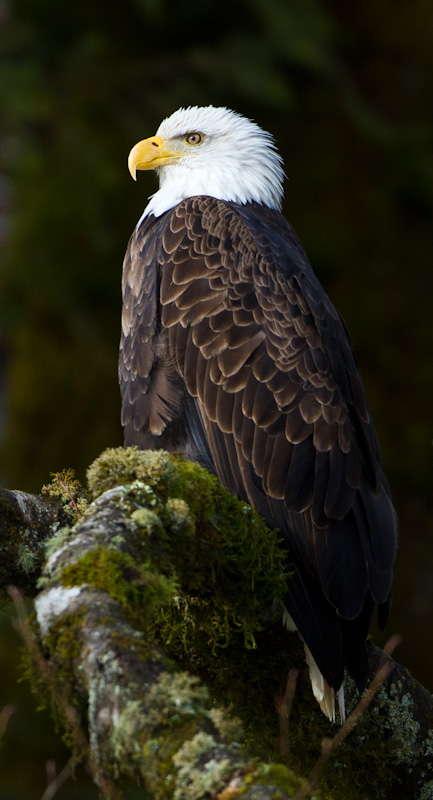 Bald Eagle