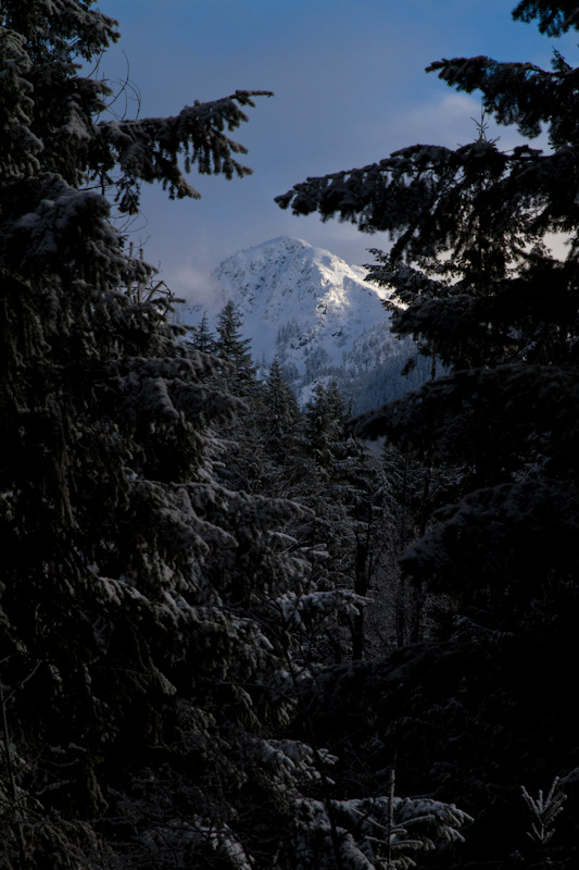 Peak Through Trees